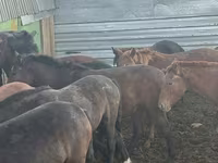 Mare, Horses — photo 2