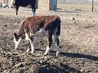 بقرة, Simmental cattle — الصورة 6