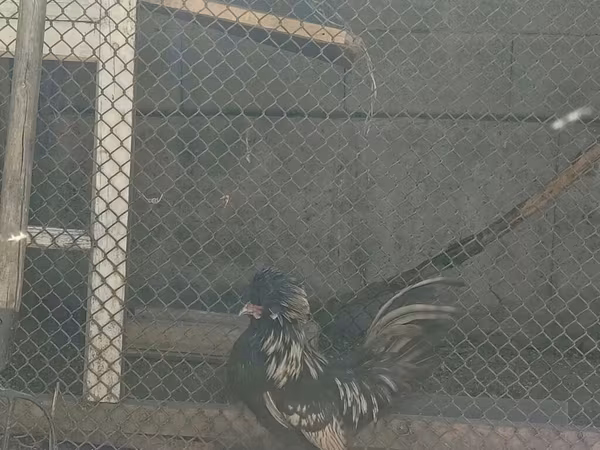 Норт Холланд Блу