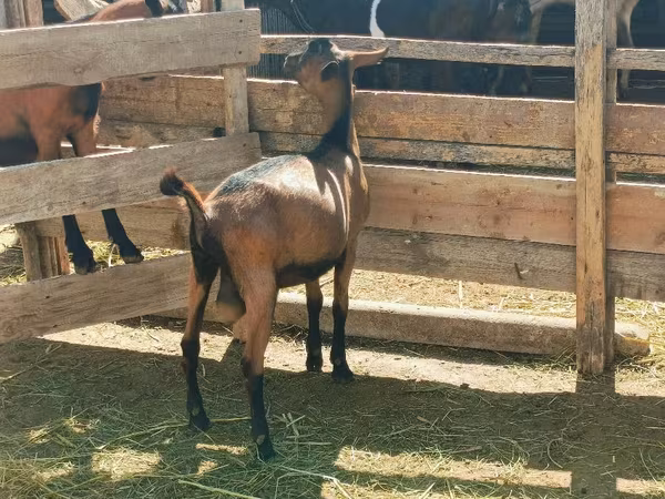 Ziegenbock, Alpine goat