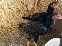 Chickens — photo 3