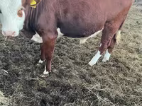 أبقار (دفعة، الجنس غير محدد), Simmental cattle — الصورة 1