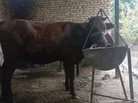 Vaca, Raza Kalmyk — foto 6