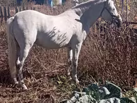 Stute, Orlov Trotter — Foto 2