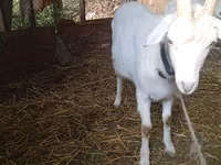 Cabra, Saanen goat — foto 4