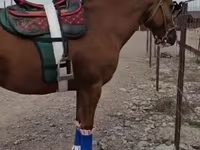 Caballo, Tatar horse — foto 2