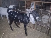 Cabro, Beetal goats — foto 7
