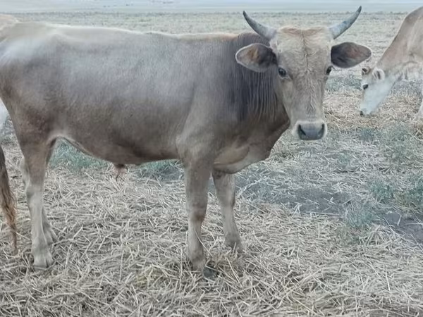 公牛, Azerbaijani zebu