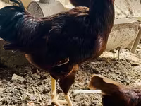 Rhode Island Red — photo 8