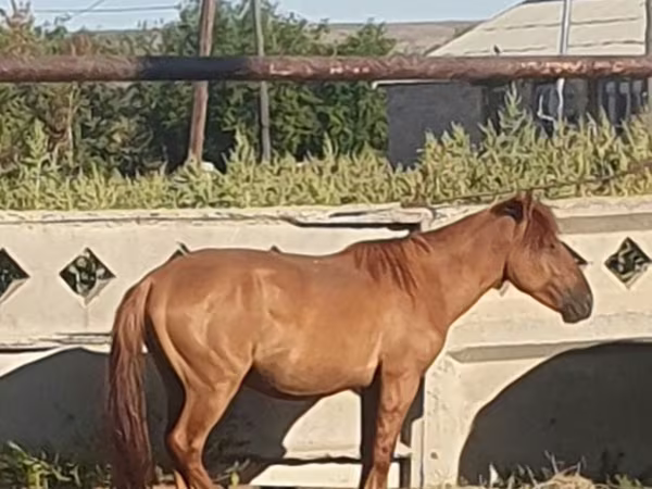 Caballo, Mugalzhar horse