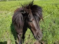 Hengst, American shetland pony — Foto 2