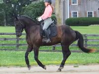 Caballo, Percheron — foto 6