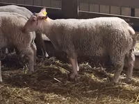 Ram, Charollais sheep — photo 3