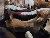 सांड, Simmental cattle — फ़ोटो 3