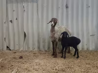 نعجة, Arashan sheep — الصورة 3