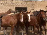 Caballo, Kazakh horse — foto 1