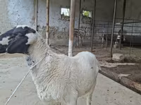 Ram, Blackheaded Persian sheep — photo 1