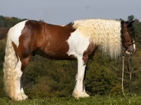 Horse (M), Pinto horses — photo 2