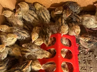 Faraón — foto 3