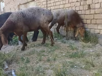 Ovejas (lote, sexo no especificado), Ovejas — foto 2