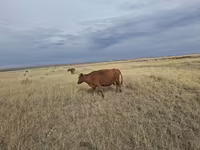 Vaca, Ganado vacuno — foto 2