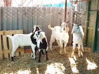 تيس, Saanen goat — الصورة 6