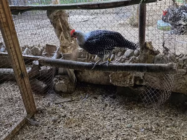 Chickens