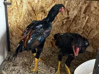 Chickens — photo 4