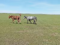 घोड़ी, Horse breed — फ़ोटो 2