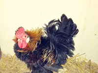 Chickens — 照片 7