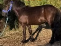 حصان, Dutch warmblood horse — الصورة 2
