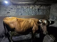 بقرة, Simmental cattle — الصورة 2
