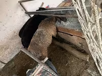 Sheep, Blackheaded Persian sheep — photo 5