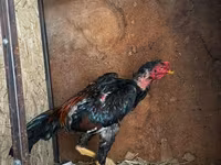 Chickens — photo 2