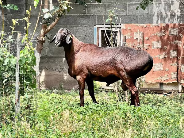 Ram, Sheep
