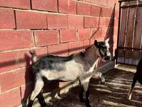Ziegenbock, Alpine goat — Foto 2