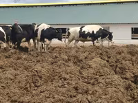 بقرة, Russian Black pied cattle — الصورة 1