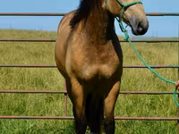公马, Gypsy horse — 照片 8