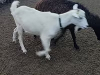 عنزة, Alpine goat — الصورة 2