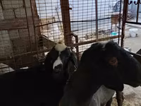 Carnero, Blackheaded Persian sheep — foto 3