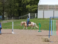 Horse (M), American paint horse — photo 7