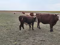 Vaca, Simmental cattle — foto 2