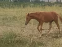 Caballo, Azerbaijan horse — foto 4