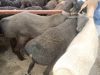 أغنام (دفعة، الجنس غير محدد), Edilbay sheep — الصورة 1
