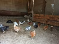 पेकिन बैंटम — फ़ोटो 1