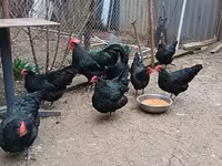 Australorp — photo 2