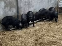 Cerdos (lote, sexo no especificado), Баскская — foto 3