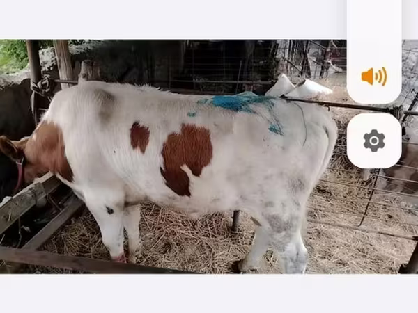 ثور, Simmental cattle