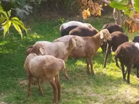 Sheep (batch, sex not specified), Arashan sheep — photo 2