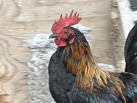 Japanisches Bantam — Foto 6